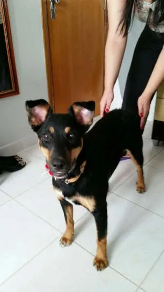 Cachorro ra a SRD idade 1 ano nome Estopa