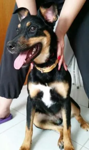 Cachorro raça SRD idade 1 ano nome Estopa