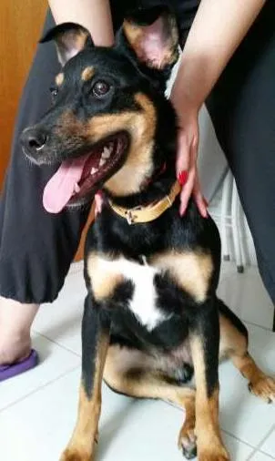 Cachorro ra a SRD idade 1 ano nome Estopa