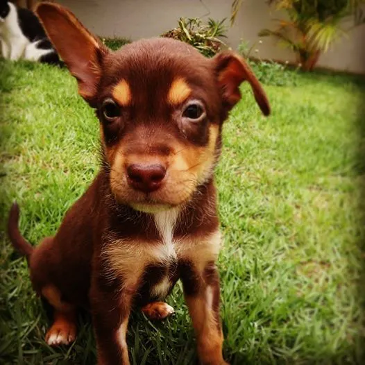 Cachorro ra a SRD idade 2 a 6 meses nome Lombriguinha