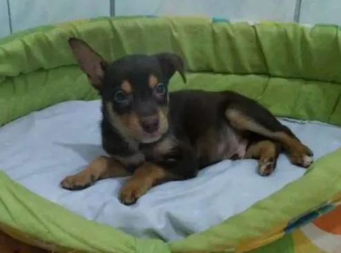 Cachorro ra a SRD idade 2 a 6 meses nome Lombriguinha