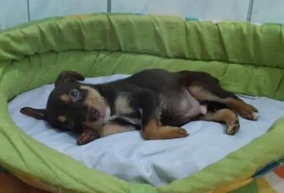 Cachorro ra a SRD idade 2 a 6 meses nome Lombriguinha