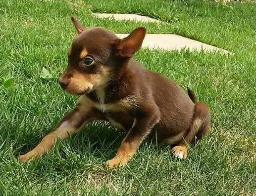 Cachorro ra a SRD idade 2 a 6 meses nome Lombriguinha