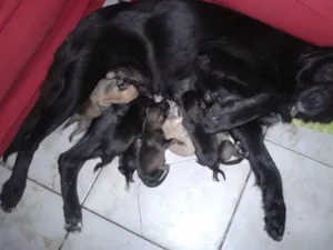 Cachorro raça SRD idade Abaixo de 2 meses nome filhotes