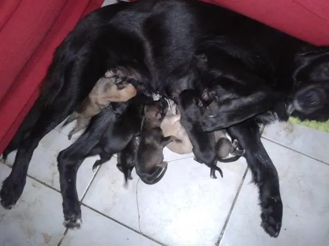 Cachorro ra a SRD idade Abaixo de 2 meses nome filhotes