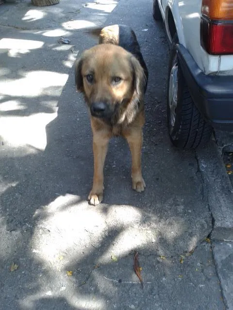 Cachorro ra a SRD idade Abaixo de 2 meses nome filhotes