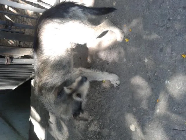 Cachorro ra a SRD idade Abaixo de 2 meses nome filhotes