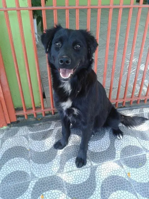 Cachorro ra a SRD idade Abaixo de 2 meses nome filhotes