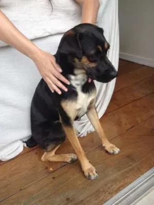 Cachorro raça SRD idade 1 ano nome Não sei