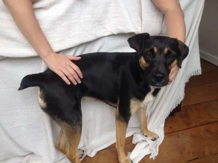 Cachorro ra a SRD idade 1 ano nome Não sei
