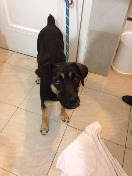 Cachorro ra a SRD idade 1 ano nome Não sei