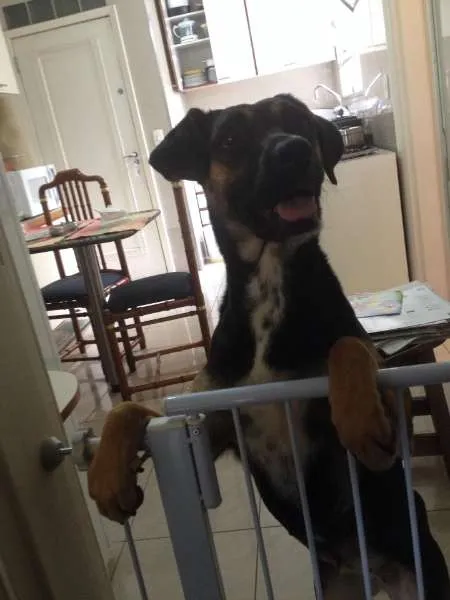 Cachorro ra a SRD idade 1 ano nome Não sei