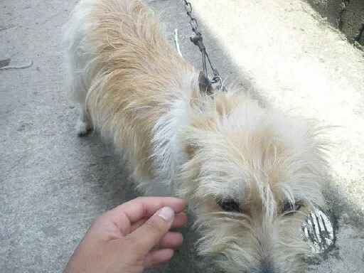 Cachorro ra a pudou idade 1 ano nome chely