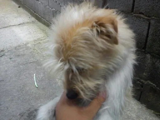 Cachorro ra a pudou idade 1 ano nome chely