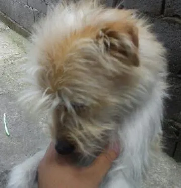 Cachorro ra a pudou idade 1 ano nome chely