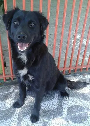 Cachorro ra a SRD idade Abaixo de 2 meses nome filhotes