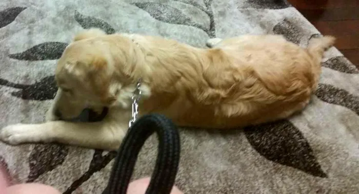 Cachorro ra a Golden Retriever idade 7 a 11 meses nome Lukas
