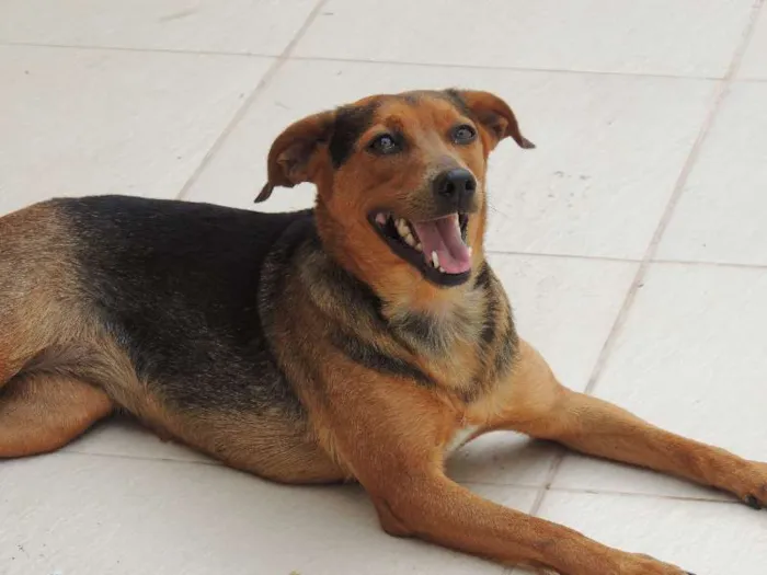 Cachorro ra a SRD idade 3 anos nome PAGU