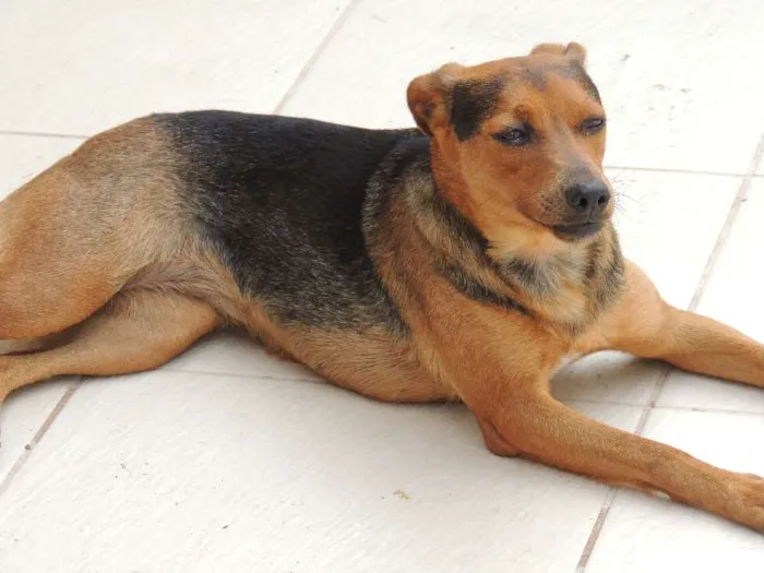 Cachorro ra a SRD idade 3 anos nome PAGU