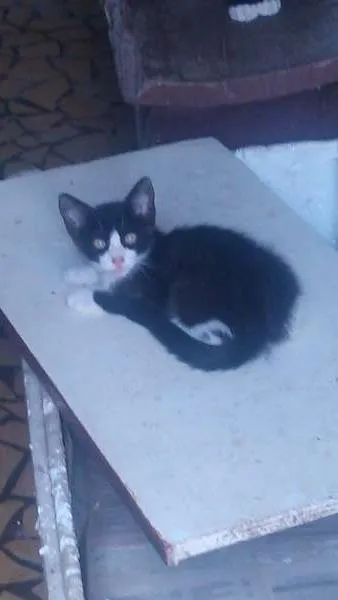 Gato ra a SRD idade 2 a 6 meses nome Linda