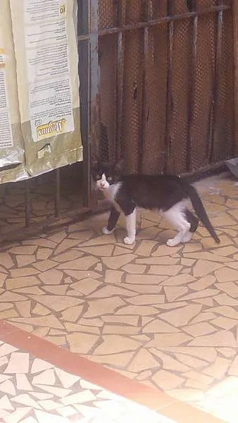 Gato ra a SRD idade 2 a 6 meses nome Linda