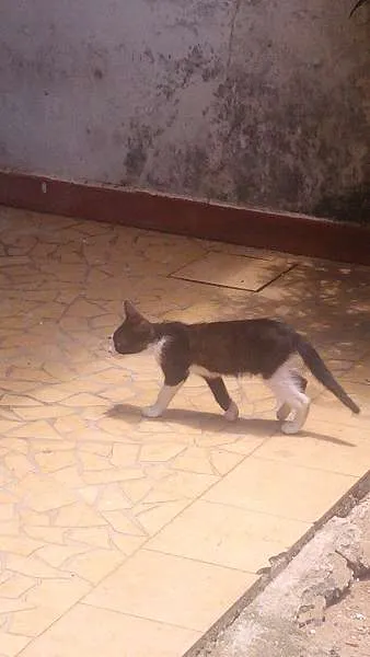 Gato ra a SRD idade 2 a 6 meses nome Linda