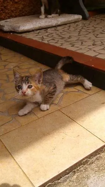 Gato ra a SRD idade 2 a 6 meses nome Docinho & Mel