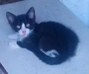 Gato raça SRD idade 2 a 6 meses nome Linda