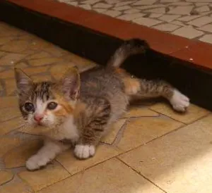 Gato raça SRD idade 2 a 6 meses nome Docinho & Mel