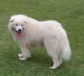 Cachorro raça Samoieda idade 6 ou mais anos nome Logan