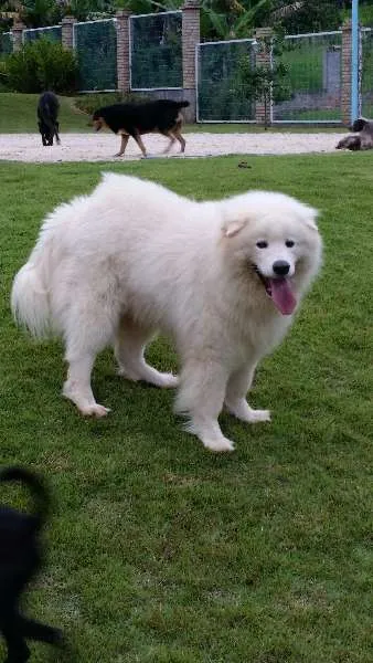 Cachorro raça Samoieda idade 6 ou mais anos nome Logan