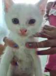 Gatos 