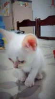 Gatos 