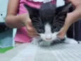 Gatos 