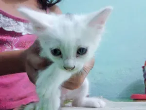 Gato raça  idade 2 a 6 meses nome Gatos 
