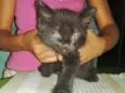 Gatos 