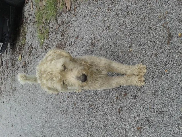 Cachorro ra a SRD idade Abaixo de 2 meses nome filhotes