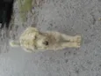 filhotes