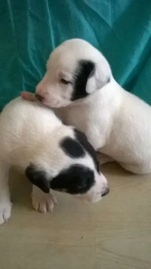 Cachorro raça vira-latas idade Abaixo de 2 meses nome sem nome