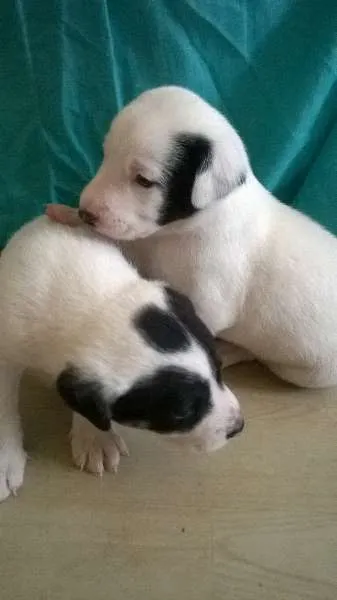 Cachorro ra a vira-latas idade Abaixo de 2 meses nome sem nome