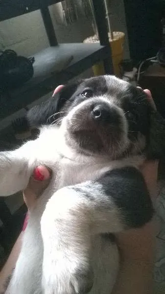 Cachorro ra a vira-latas idade Abaixo de 2 meses nome sem nome