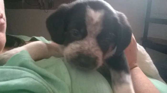 Cachorro ra a vira-latas idade Abaixo de 2 meses nome sem nome