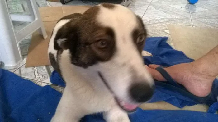 Cachorro ra a vira-latas idade Abaixo de 2 meses nome sem nome