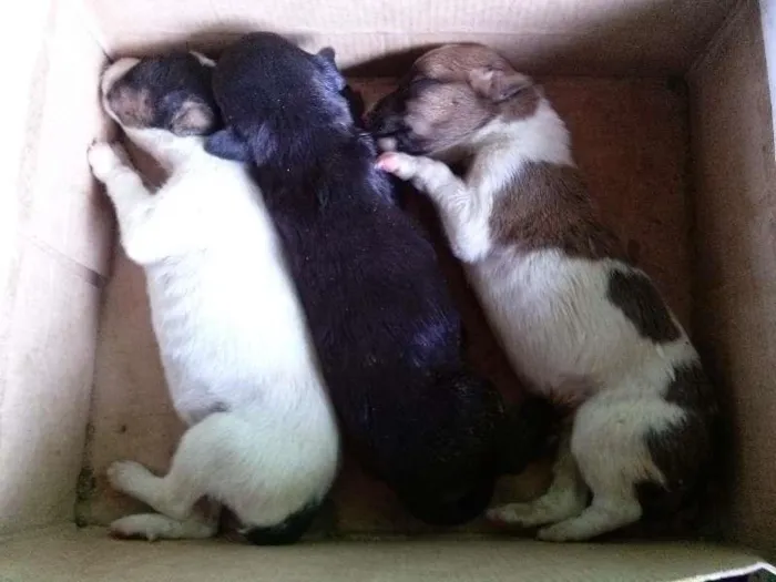 Cachorro ra a  idade Abaixo de 2 meses nome sem nome