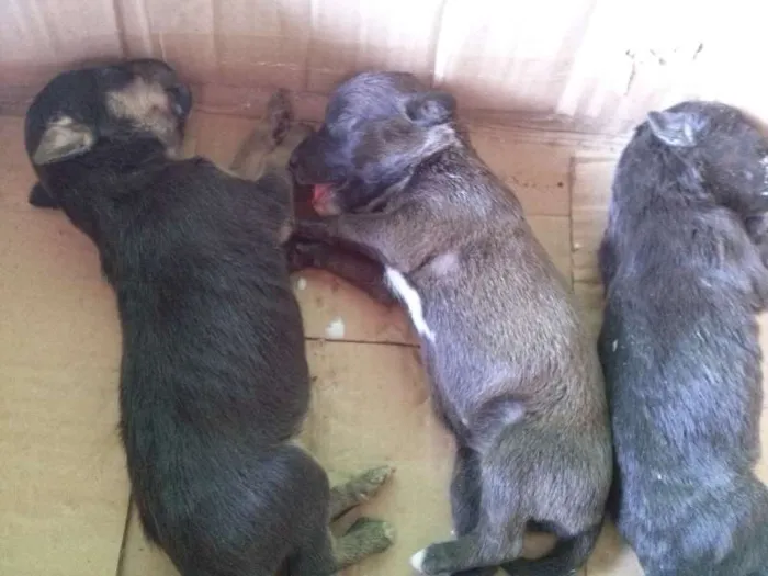 Cachorro ra a  idade Abaixo de 2 meses nome sem nome