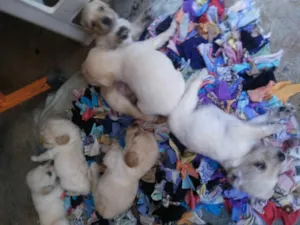 Cachorro raça poodle xom viralata idade Abaixo de 2 meses nome july
