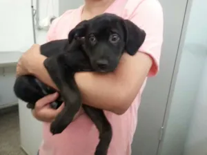 Cachorro raça SRD idade 2 a 6 meses nome Docinho