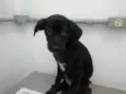 Docinho