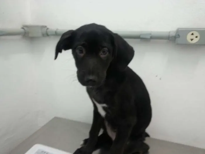 Cachorro ra a SRD idade 2 a 6 meses nome Docinho
