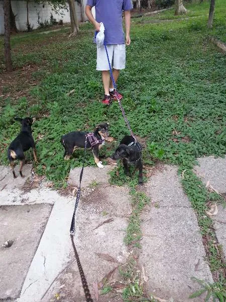 Cachorro ra a SRD idade 2 a 6 meses nome Florzinha